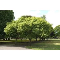 Virágos kőris 12-14