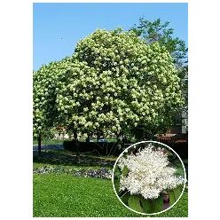 Gömb kőris Mecsek 8-10