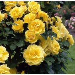 Futórózsa Golden Shower