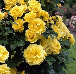 Futórózsa Golden Shower