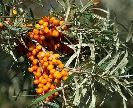 Homoktövis  fajták