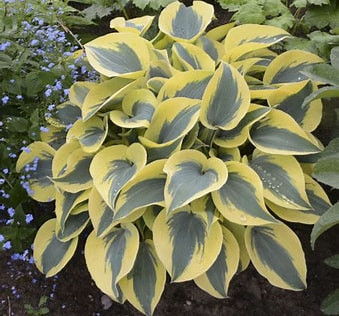 Árnyékliliom Autumn Frost