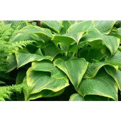 Árnyékliliom Yellow River