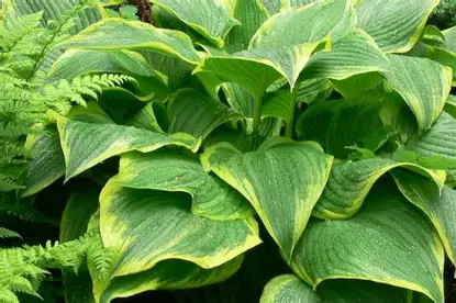 Árnyékliliom Yellow River