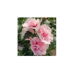 Mályvacserje rózsaszín