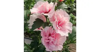 Mályvacserje rózsaszín