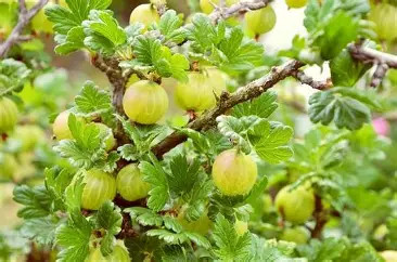 Invicta zöld bokor egres