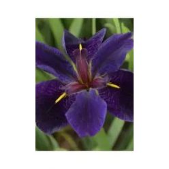 Luisianai nőszirom bordó