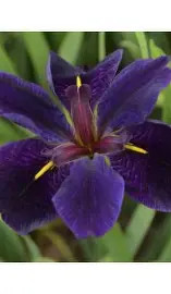 Luisianai nőszirom bordó