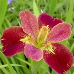 Luisianai nőszirom sötétlila