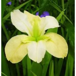 Luisianai nőszirom sárga