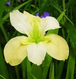 Luisianai nőszirom sárga