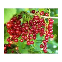  Magastörzsű Jonkheer piros ribizli