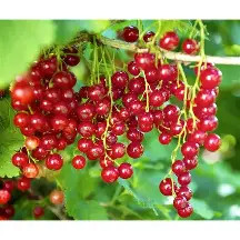  Magastörzsű Jonkheer piros ribizli