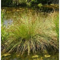 Kardlevelű szittyó