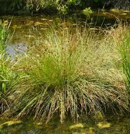 Kardlevelű szittyó