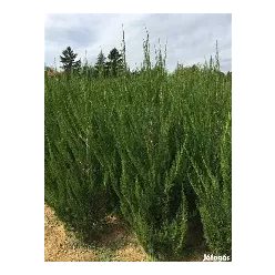 Spártai kínai boróka fl