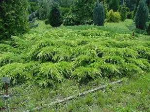 Óarany terülő boróka fl