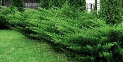 Mint Julep  terülő boróka fl