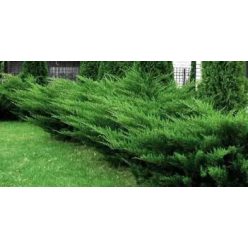 Mint Julep  terülő boróka 2l