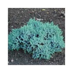 Törpe kék himalájai boróka 2 l