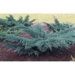 Hamvaskék  kúszó boróka fl