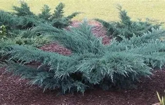 Hamvaskék  kúszó boróka fl