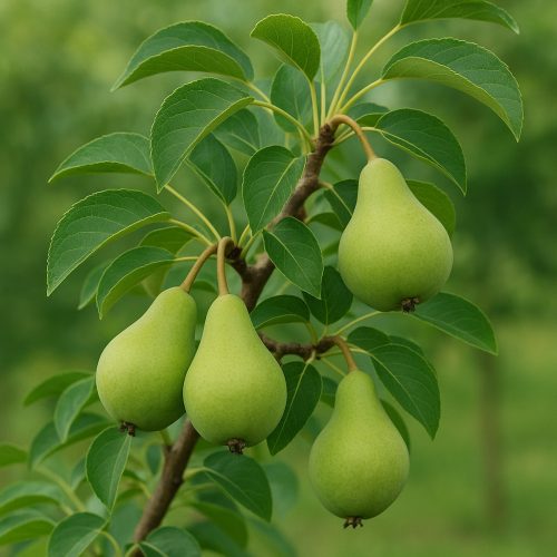 Körtefa