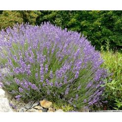 Levendula( angol,.vagy közönséges leevendula)