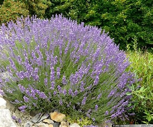 Levendula( angol,.vagy közönséges leevendula)