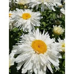 Margaréta Telt virágú