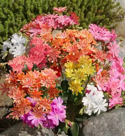 Változékony Dohánygyökér