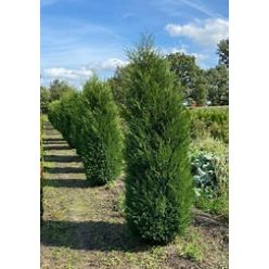 Blue Jeans leylandii ciprus fl