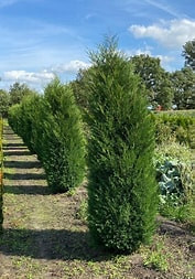 Blue Jeans leylandii ciprus fl