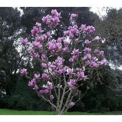 Alexandrina liliomfa