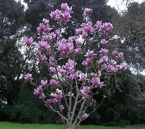 Alexandrina liliomfa