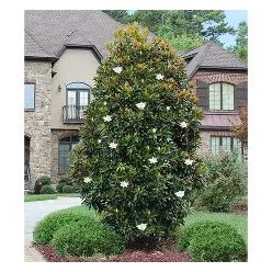 Örökzöld magnólia 