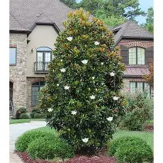 Örökzöld magnólia 