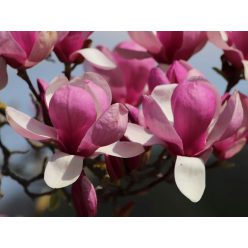 Rustica Rubra liliomfa