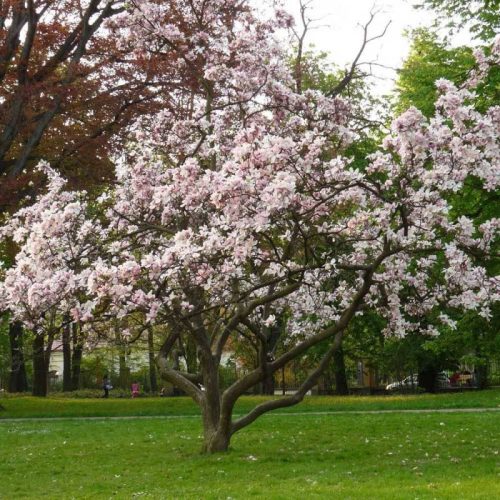  Soulangeana liliomfa