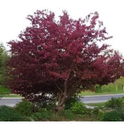 Royalty díszalma 4/6