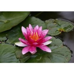 Tavirózsa Rózsaszín