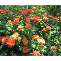 Talajtakaró rózsa Orange Improved