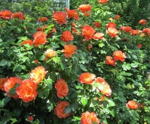 Talajtakaró rózsa Orange Improved