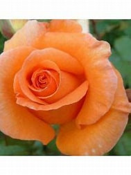 Futórózsa Orange