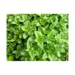 Szurokfű(oregánó)