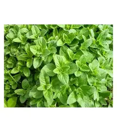 Szurokfű(oregánó)