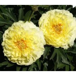 Bazsarózsa( Pünkösdi rózsa)