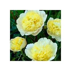 Bazsarózsa( Pünkösdi rózsa)