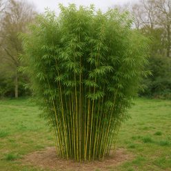 Aranycsíkos botnád  (Phyllostachys aureosulcata)